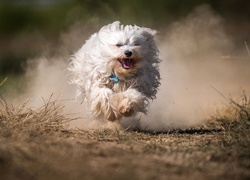 Biegnący pies rasy hawańczyk