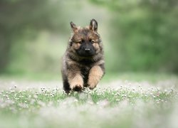 Biegnący szczeniak owczarka niemieckiego