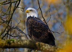 Bielik amerykański na gałęzi