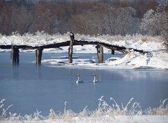 Zima, Jezioro, Ptaki, Bielik olbrzymi, Łabędzie, Pomost