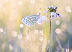 Motyl, Bielinek bytomkowiec, Fioletowy, Mały, Kwiat