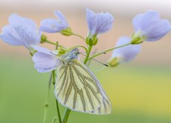 Bielinek bytomkowiec na liliowych kwiatkach