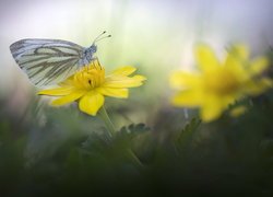 Bielinek bytomkowiec na żółtym kwiatku
