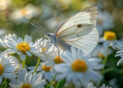 Motyl, Bielinek kapustnik, Białe, Kwiaty, Światło, Grafika