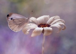 Bielinek kapustnik na białym kwiatku