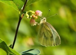 Bielinek kapustnik, Motyl, Kwiat, Śnieguliczka