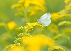 Biały, Motyl, Bielinek kapustnik, Żółta, Roślina, Nawłoć