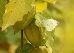 Motyl, Bielinek, Owad, Miechunka rozdęta