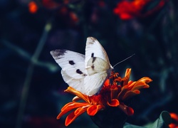 Motyl, Bielinek, Kwiatek