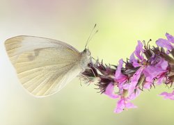 Motyl, Bielinek, Różowy, Kwiat, Makro