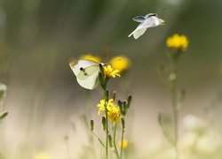 Motyle, Bielinek, Żółte, Kwiaty