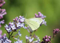 Motyl, Bielinek rzepnik, Bez, Lilak, Zbliżenie