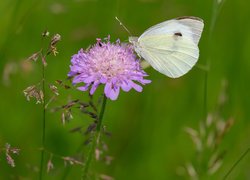 Kwiaty, Motyl, Bielinek rzepnik