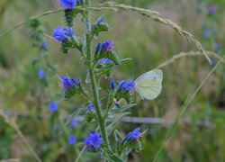 Kwiaty, Motyl, Bielinek rzepnik, Trawa