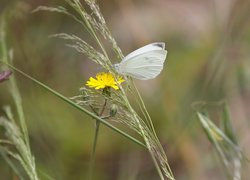 Motyl, Bielinek rzepnik, Kwiat, Trawa