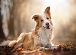 Pies, Border collie, Biszkoptowo-biały