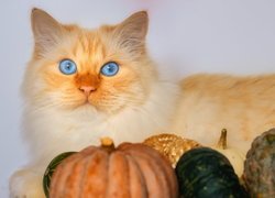 Biszkoptowy kot o niebieskich oczach