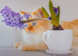Biszkoptowy kot obok filiżanki z kwitnącym hiacyntem