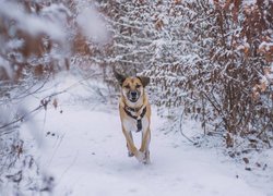 Blackmouth Cur