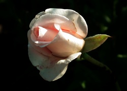 Bladoróżowa róża