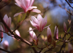 Bladoróżowe kwiaty magnolii na rozmytym tle