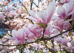 Gałęzie, Bladoróżowe, Kwiaty, Magnolia