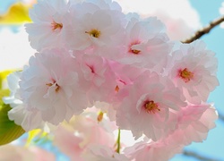 Bladoróżowe kwiaty wiśni japońskiej