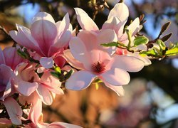 Kwiaty, Bladoróżowe, Magnolia