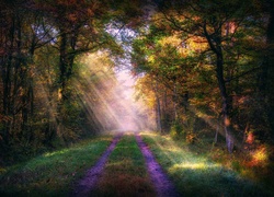 Las, Droga, Przebijające światło