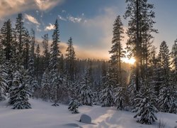 Zima, Śnieg, Las, Drzewa, Chmury, Promienie słońca