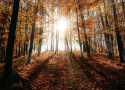 Blask słońca w jesiennym lesie