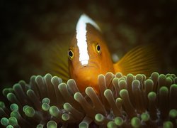 Błazenek orange skunk clownfish