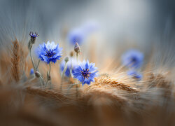 Chabry, Niebieskie, Kwiaty, Zboże, Grafika Ai, Centaurea cyanus