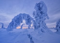 Błękitne niebo nad ośnieżonymi drzewami