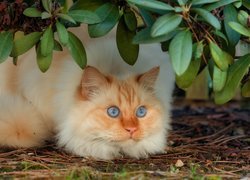Błękitnooki kot pod krzewem