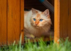 Błękitnooki kot w altance w ogrodzie