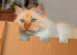 Błękitnooki kot w kartonie