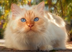 Kot, Biszkoptowy, Niebieskooki