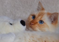 Błękitnooki kot z pluszowym misiem