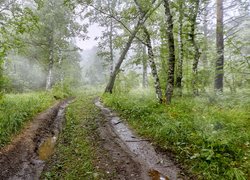 Błotnista droga w zamglonym lesie