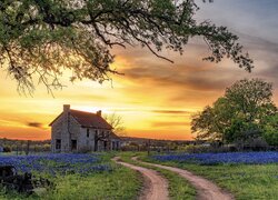Stany Zjednoczone, Teksas, Zachód słońca, Droga, Dom, Bluebonnet House, Drzewa
