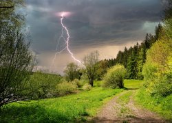 Błyskawica na niebie nad lasem