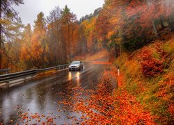 Jesień, Droga, Las, Drzewa, Liście, Samochód, BMW