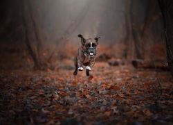 Bokser biegnie przez leśną polanę usłaną liśćmi