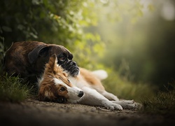 Bokser i border collie odpoczywają na drodze pośród roślin