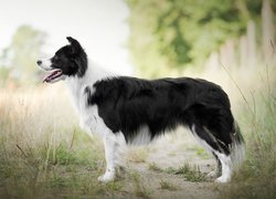 Pies, Border collie, Trawa