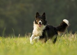 Pies, Czarno-biały, Border collie, Bieg, Trawa