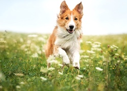 Rudy, Pies, Border collie, Łąka