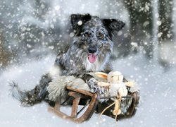 Pies, Border collie, Umaszczenie blue merle, Zima, Śnieg, Zabawka, Sanki
