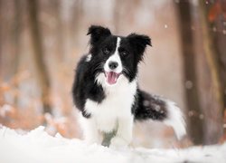 Pies, Border collie, Mordka, Śnieg